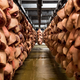 Illustration for article titled Take a Visual Tour of the World's Most Modern Slaughterhouse
